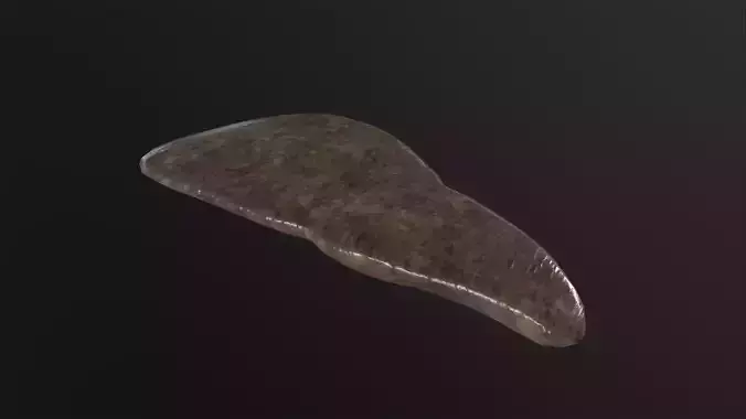 Human Liver 3D Model