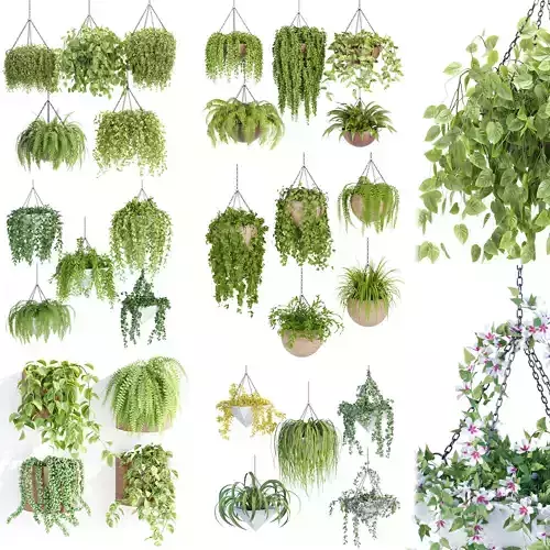 Hanging plants indoor collection-29 
