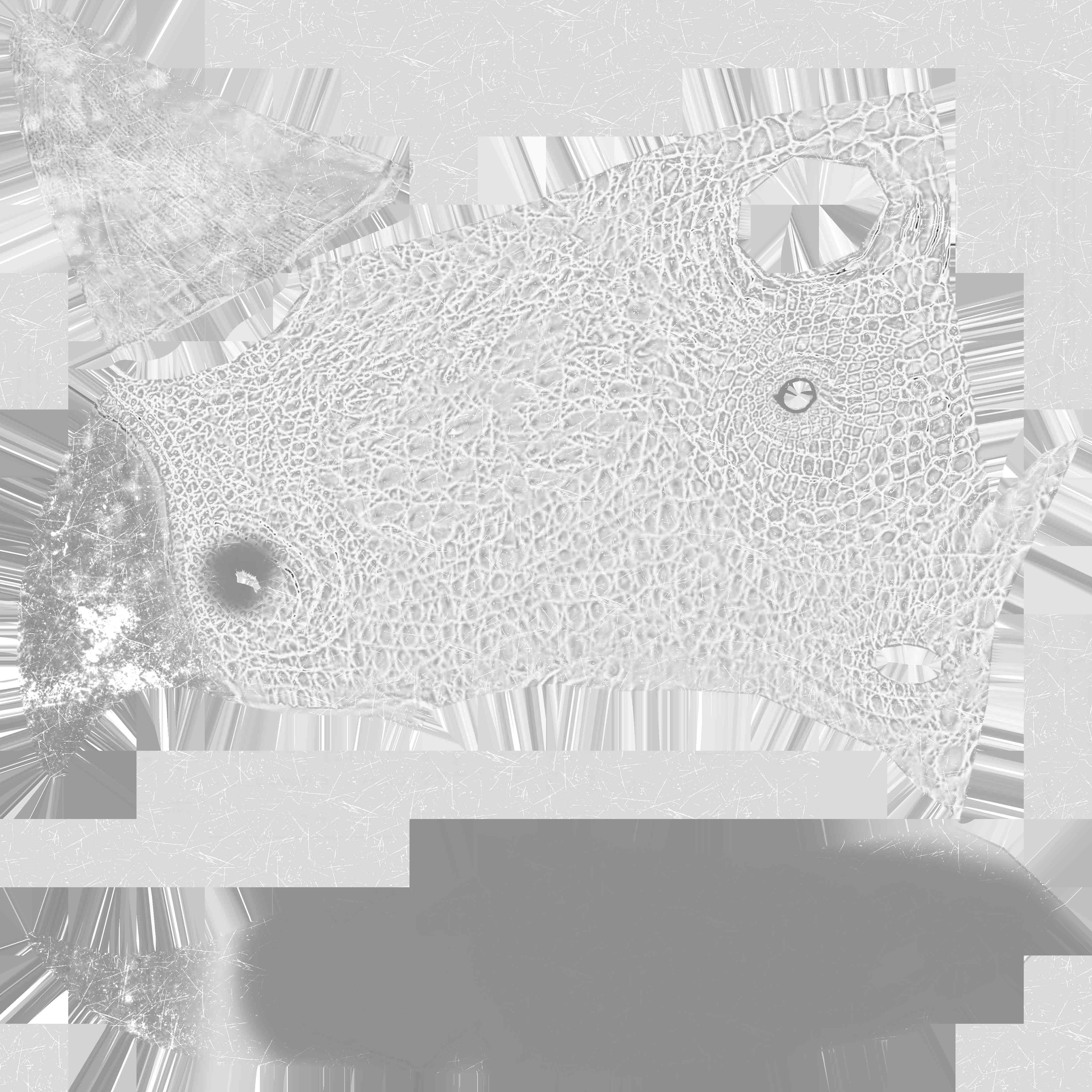 Triceratops Low-poly 3D model_21