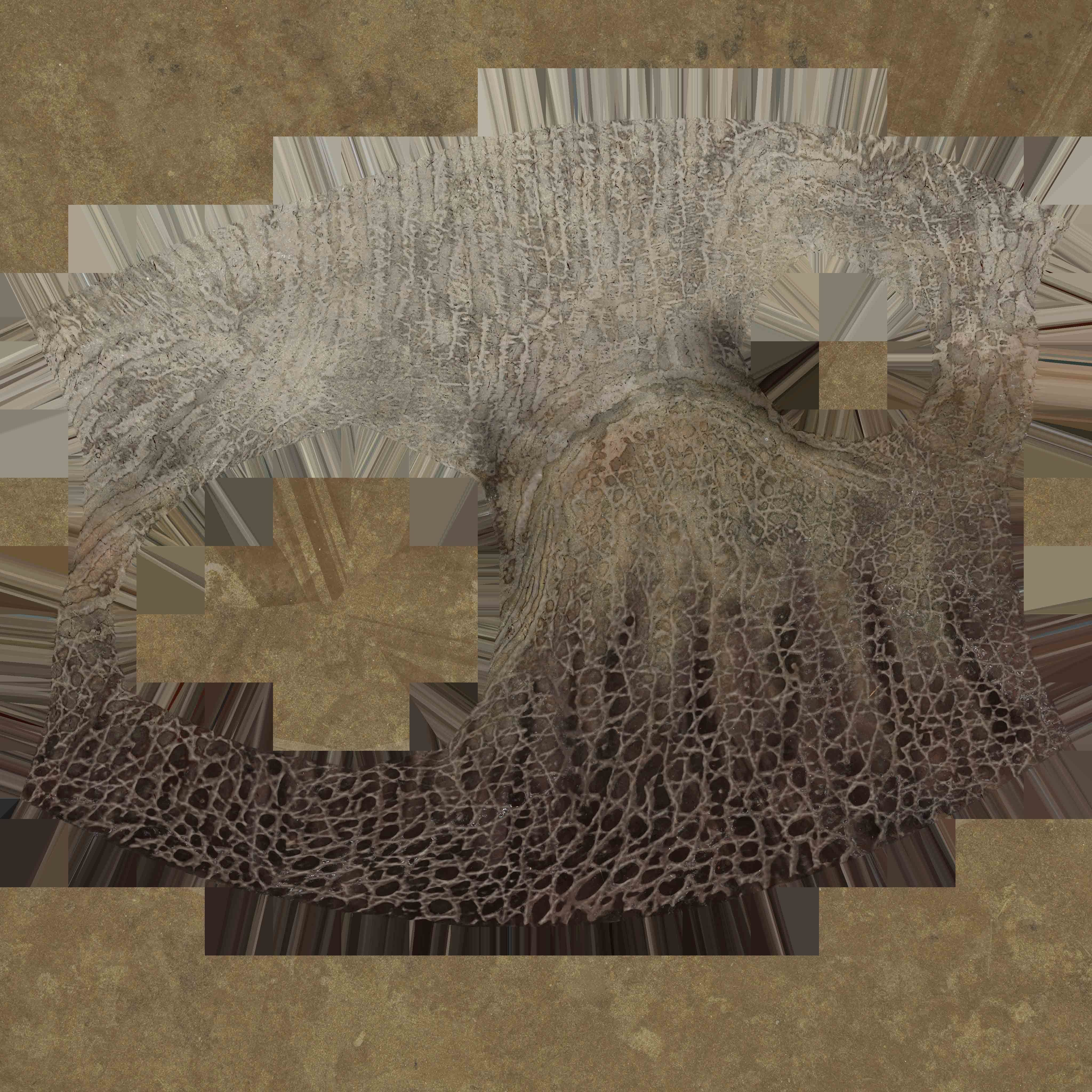 Triceratops Low-poly 3D model_16