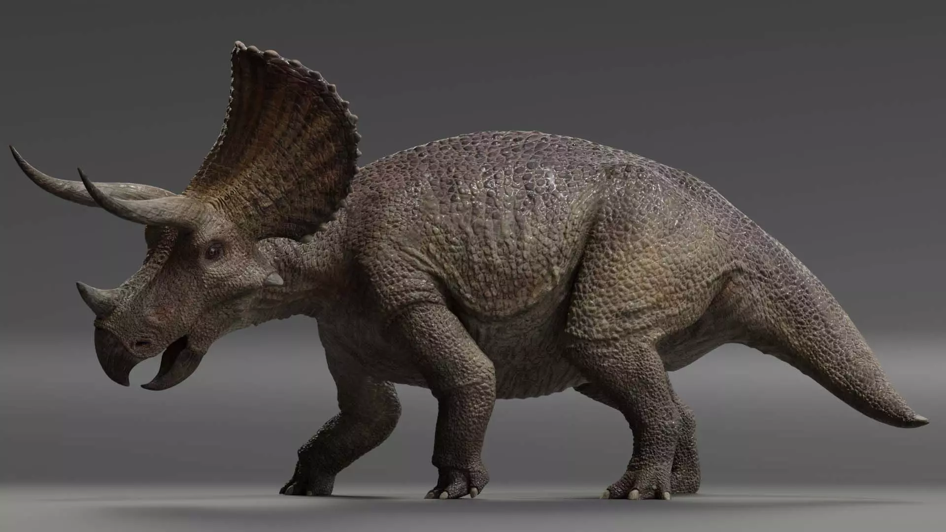Triceratops Low-poly 3D model_0
