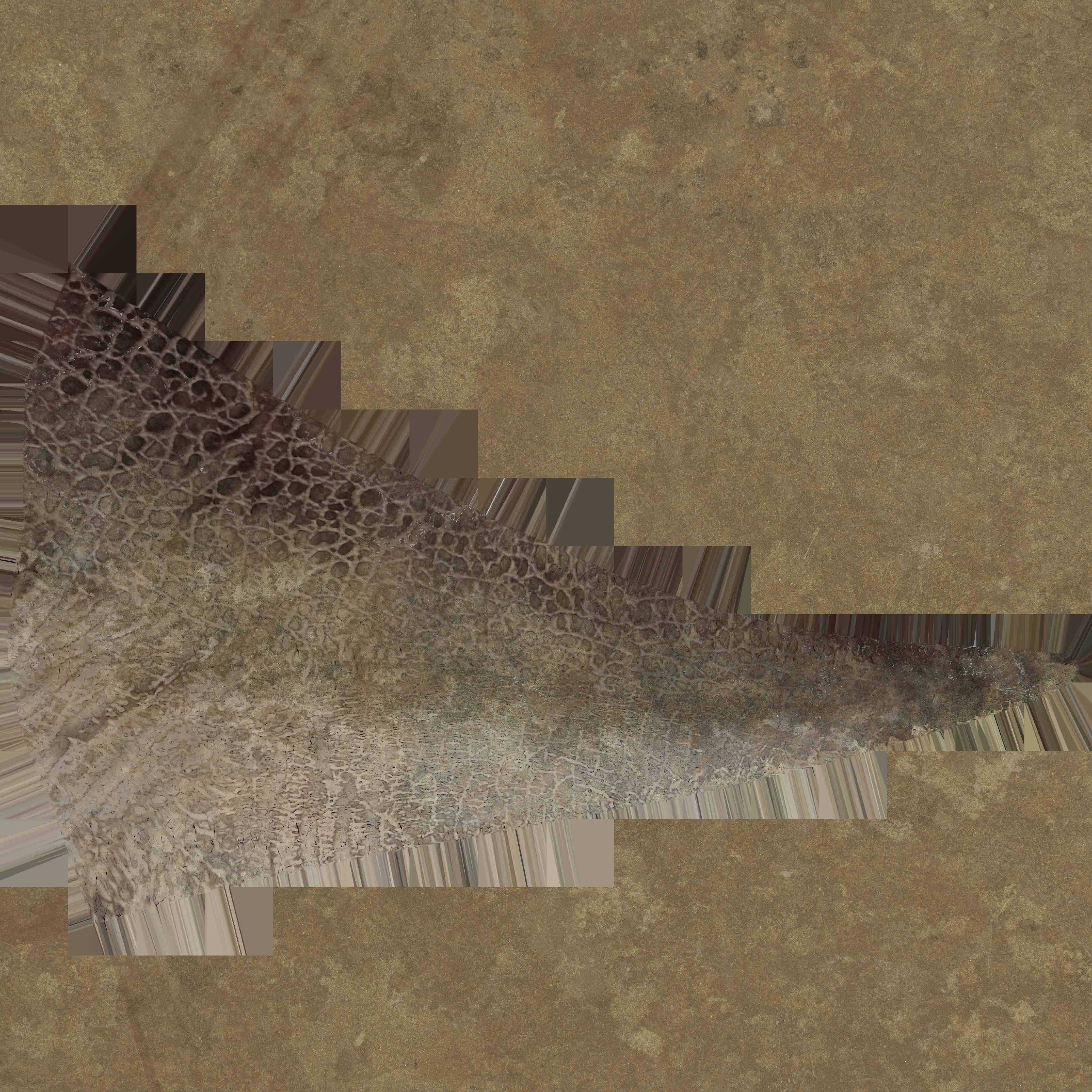 Triceratops Low-poly 3D model_17