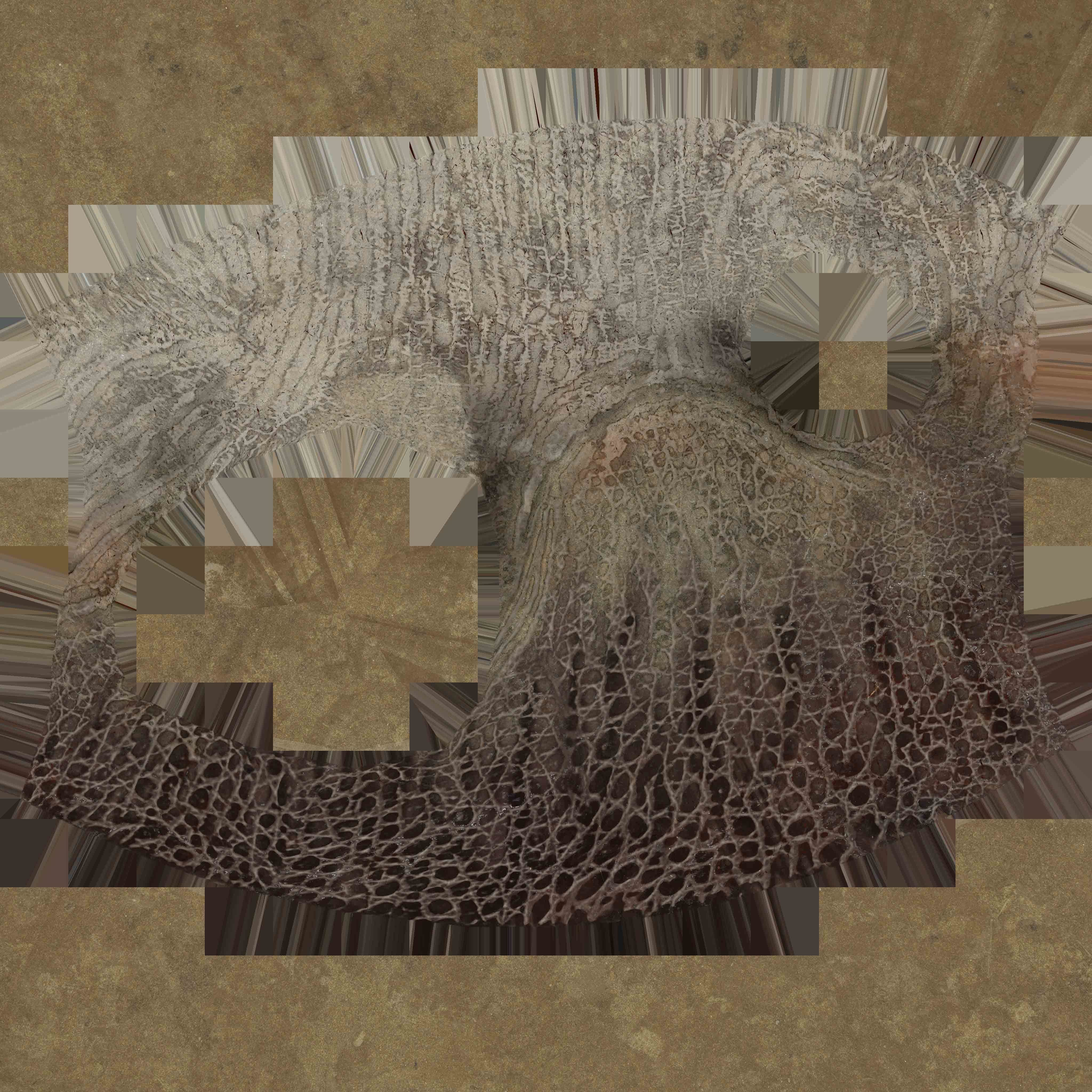 Triceratops Low-poly 3D model_15