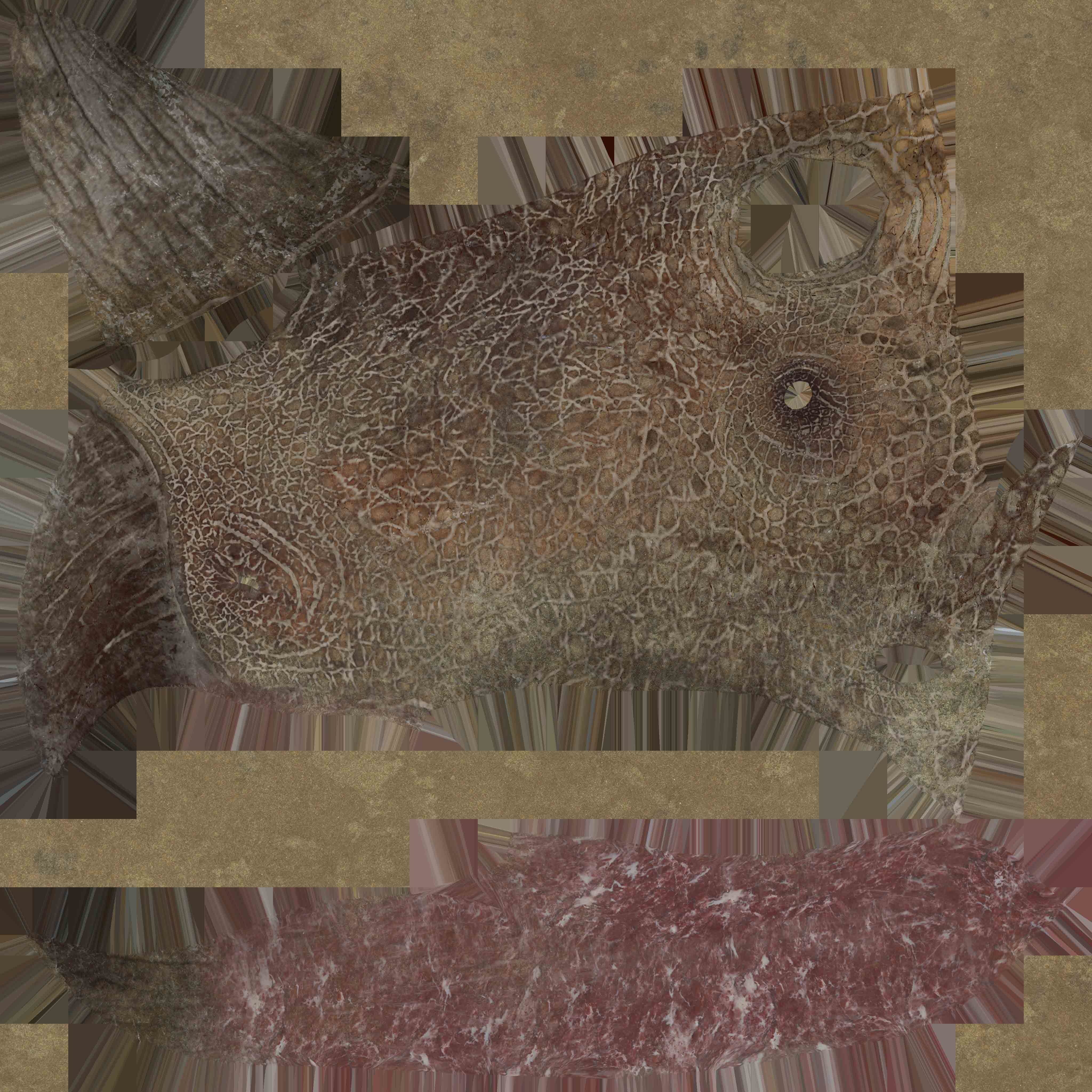 Triceratops Low-poly 3D model_13