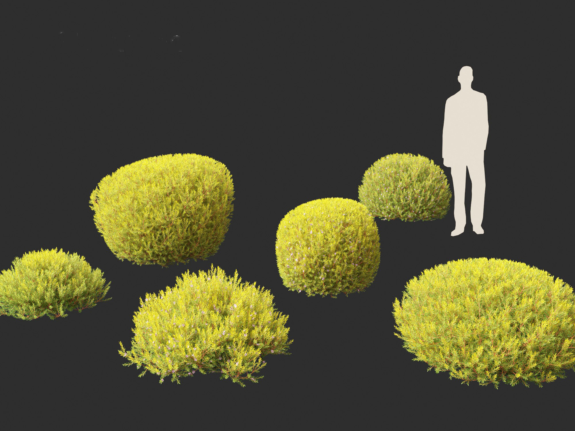 Coleonema pulchellum Aurea - Golden Diosma 3D model_1