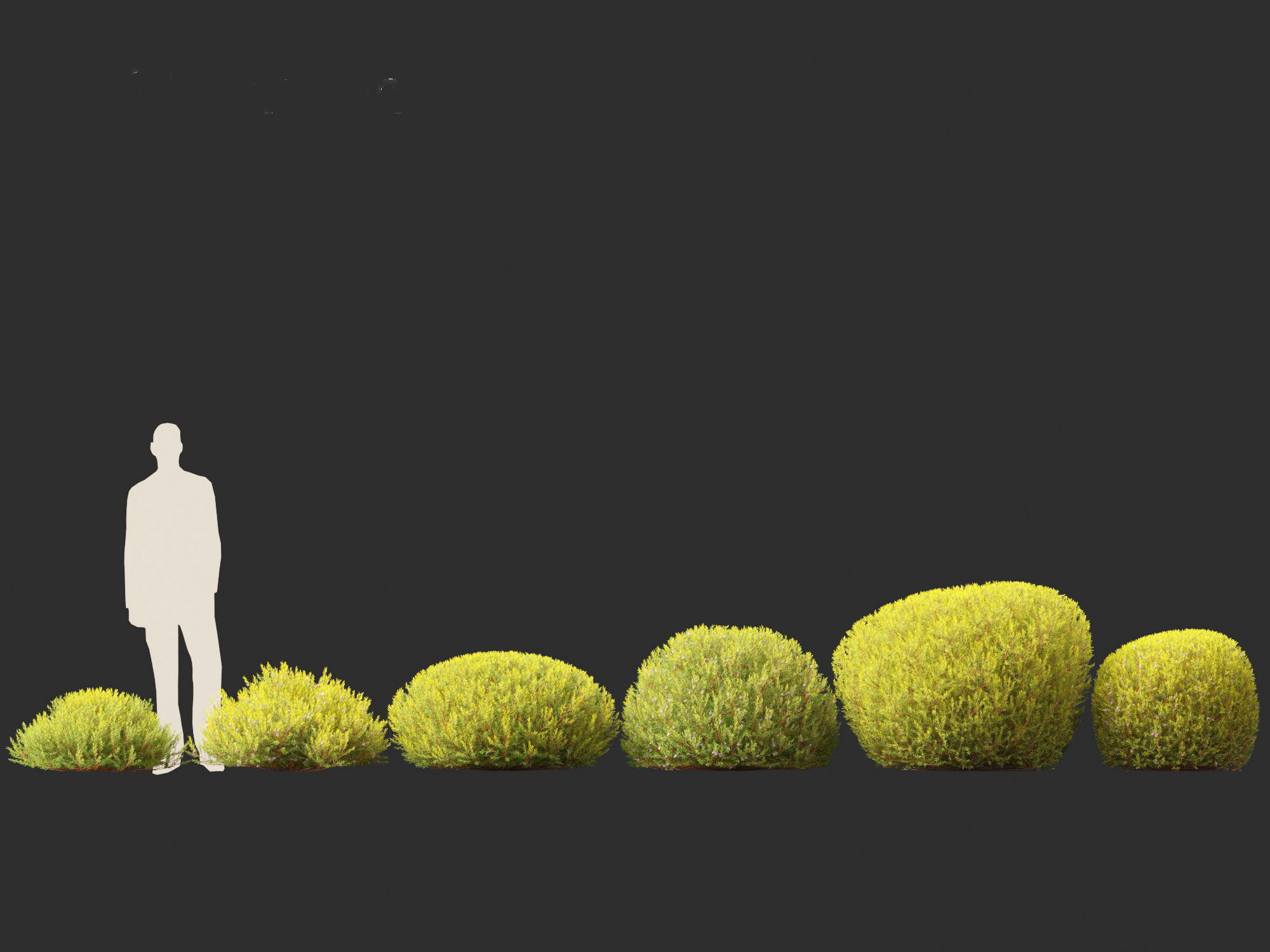 Coleonema pulchellum Aurea - Golden Diosma 3D model_3