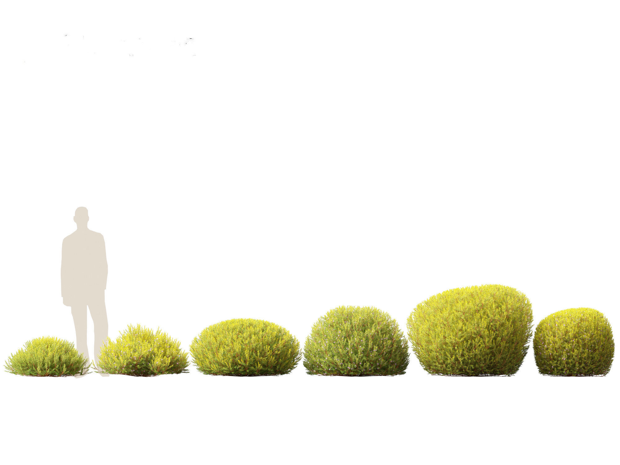 Coleonema pulchellum Aurea - Golden Diosma 3D model_2