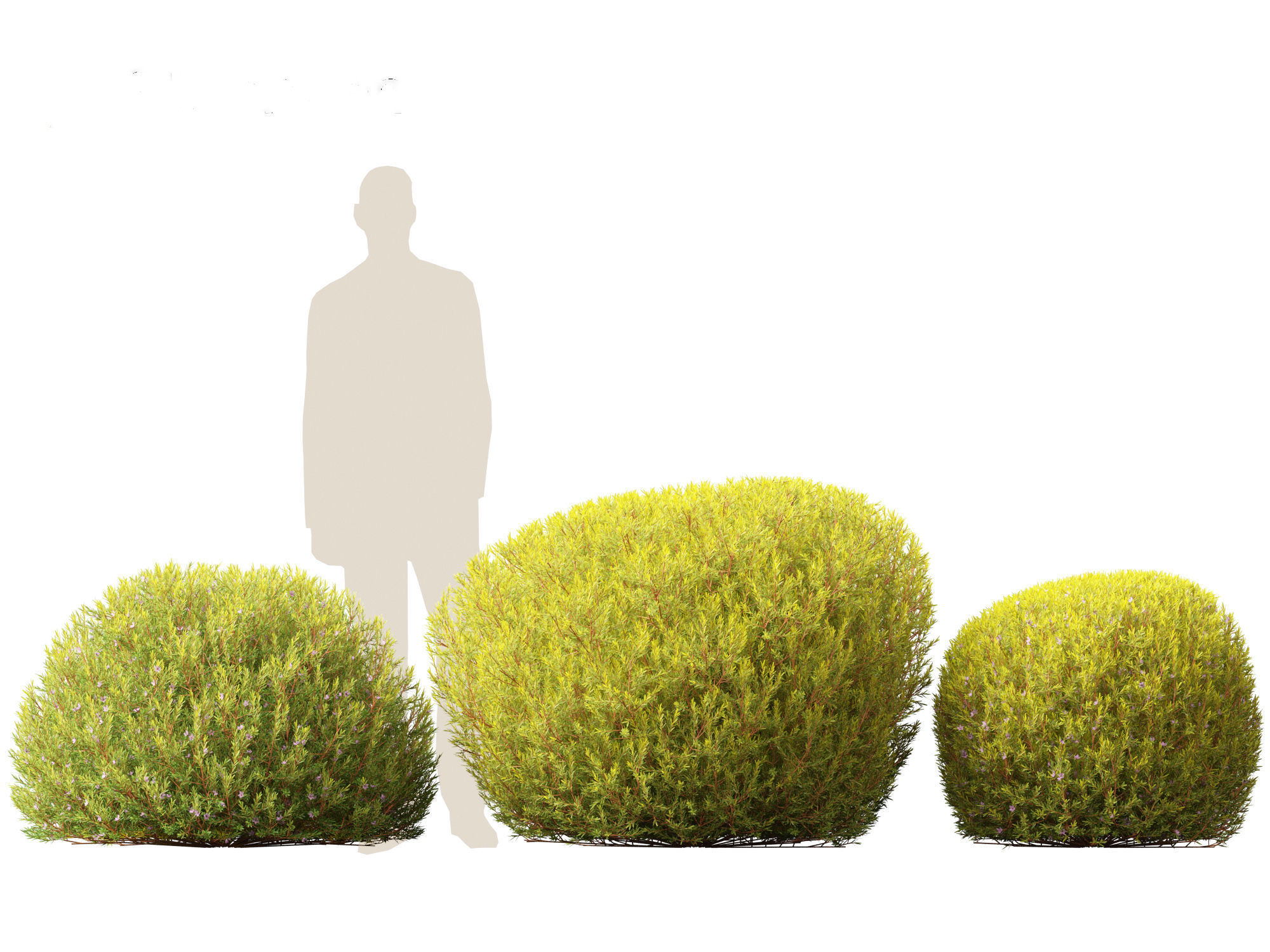 Coleonema pulchellum Aurea - Golden Diosma 3D model_6