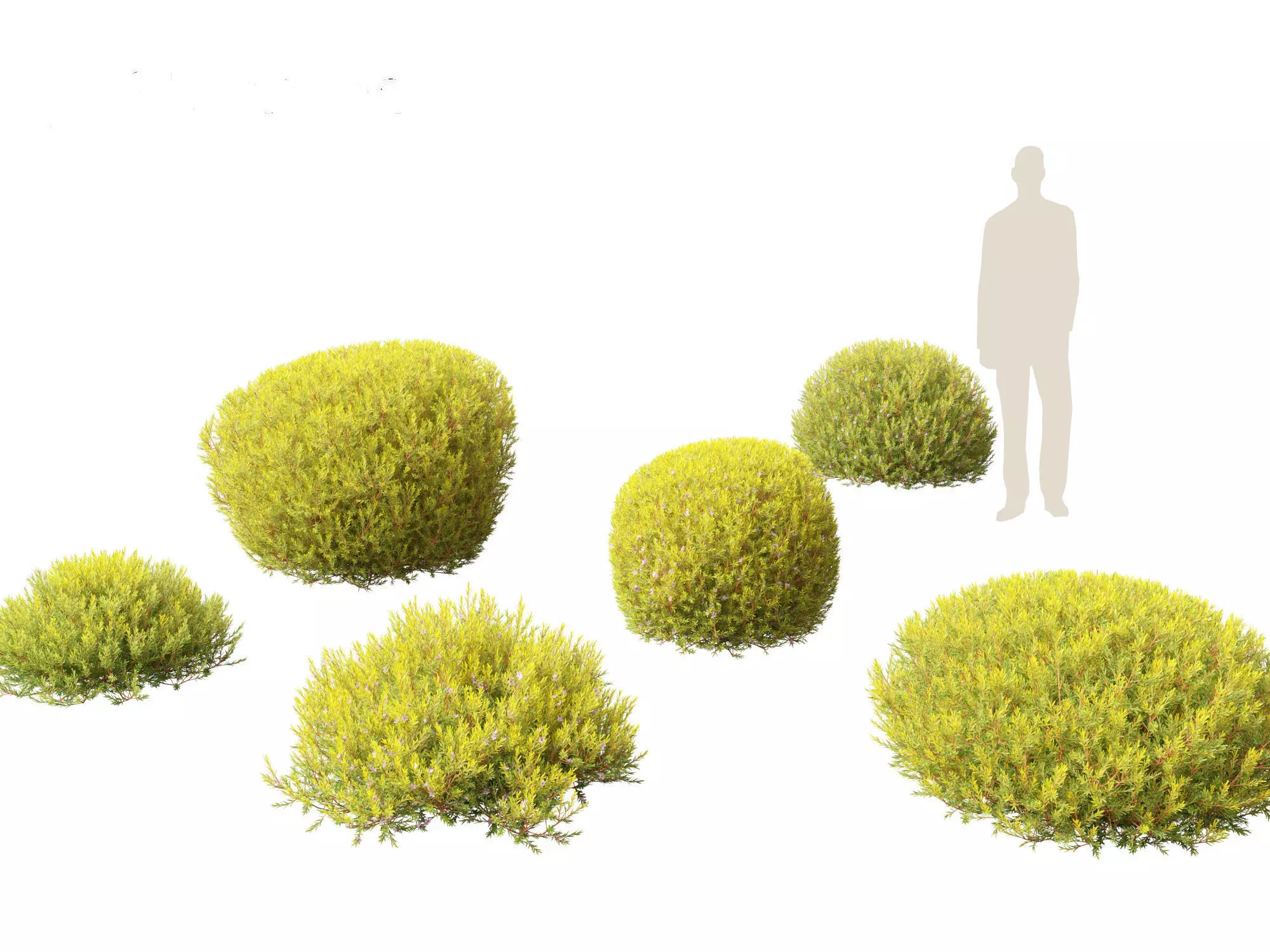 Coleonema pulchellum Aurea - Golden Diosma 3D model_0