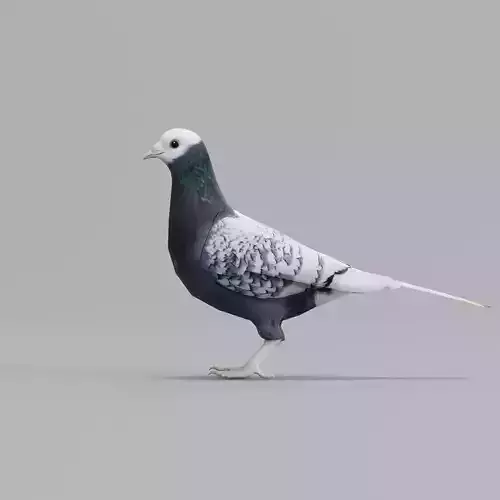 Saxon Monk Pigeon Bird Low-poly 3D model