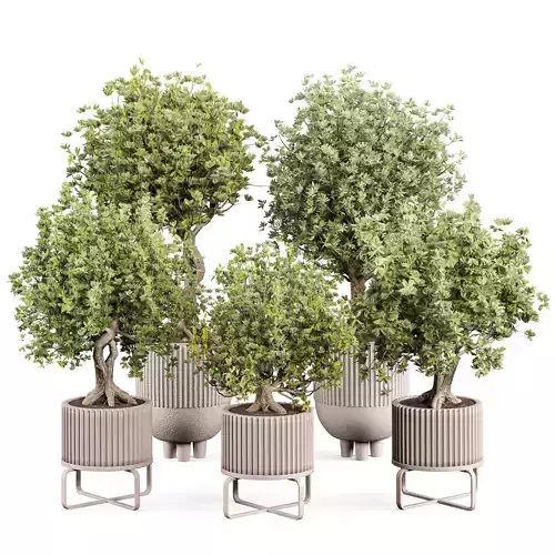 indoor plant set 010 3D model