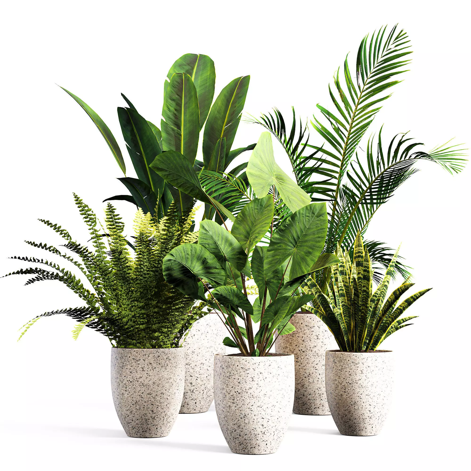 intdoor plants set 01 3D model_0