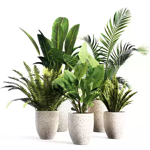 intdoor plants set 01 3D model