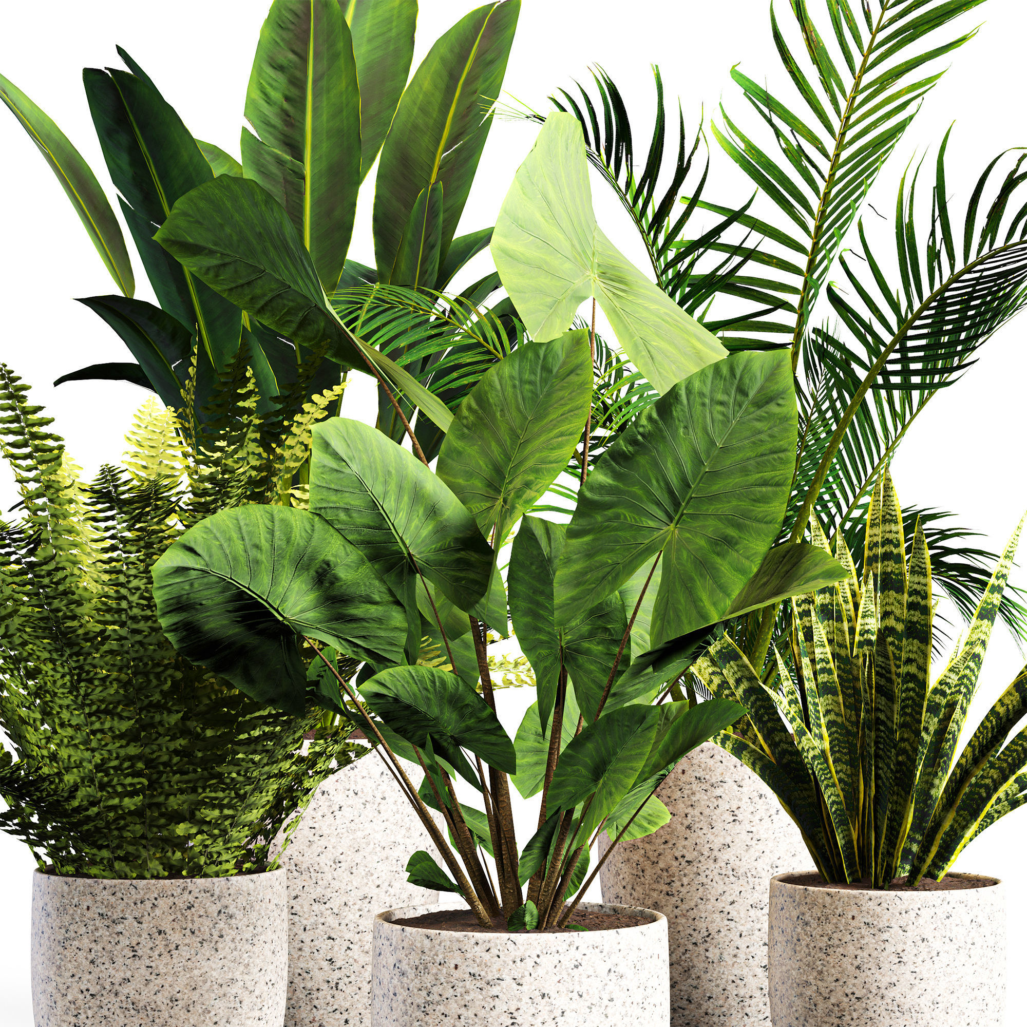 intdoor plants set 01 3D model_3