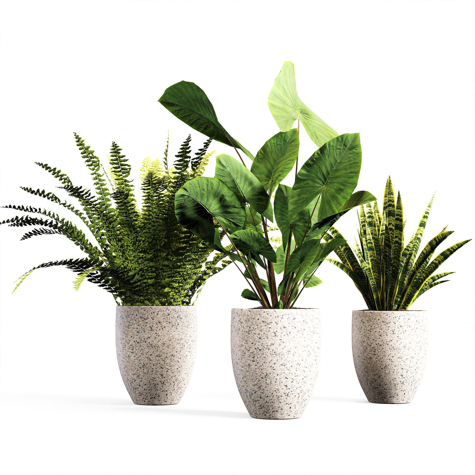 intdoor plants set 01 3D model_4