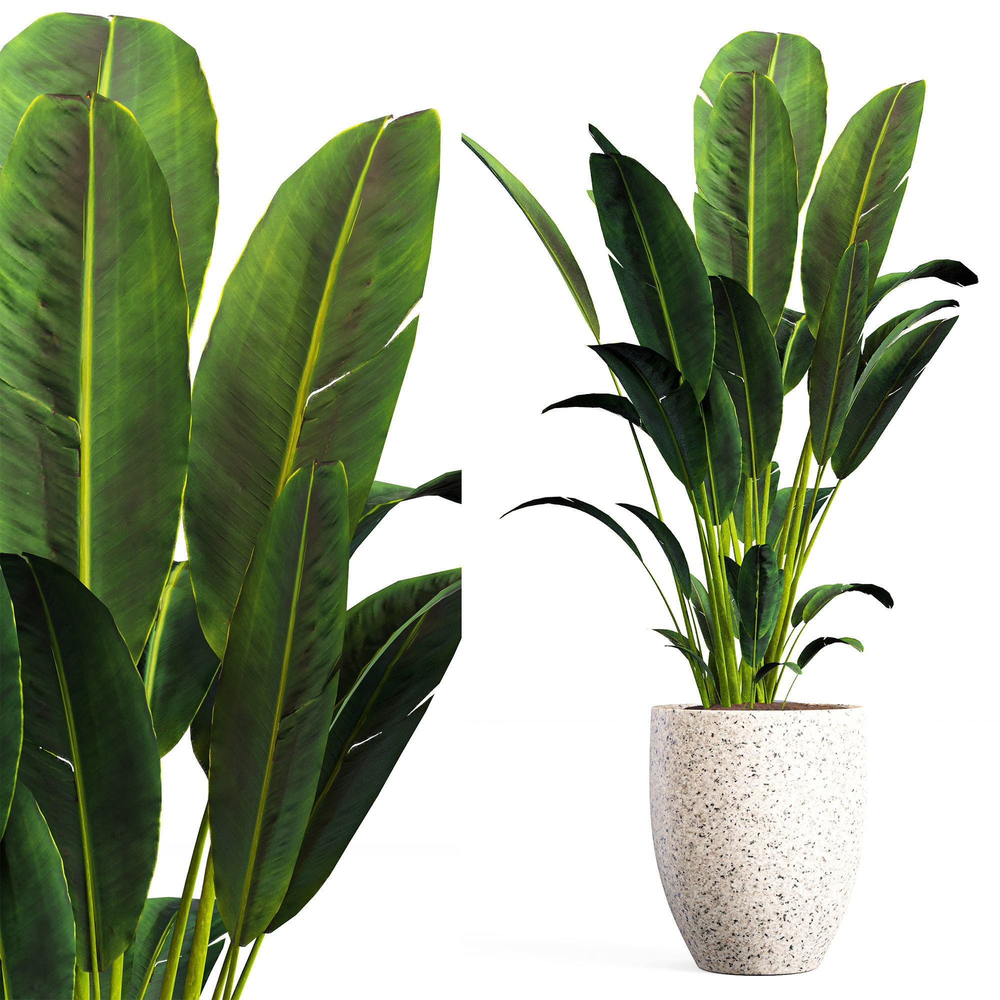 intdoor plants set 01 3D model_1