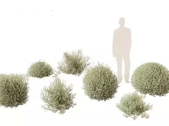 Correa alba - White Correa