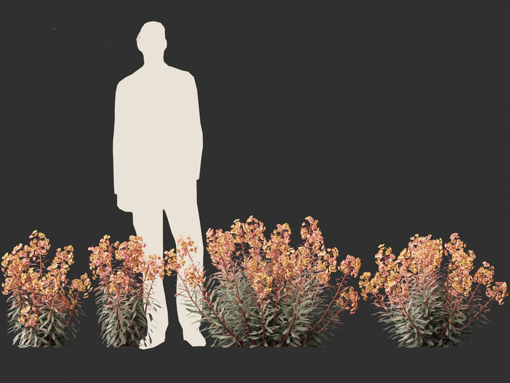 Euphorbia Blackbird - Spurge 3D model_3