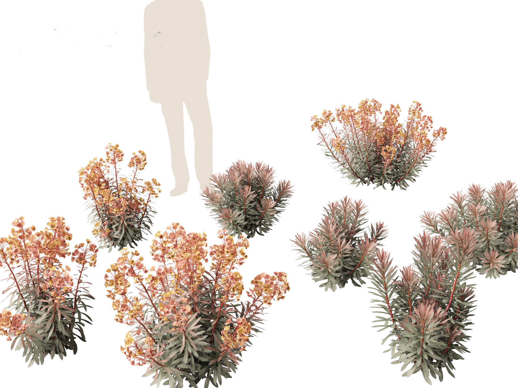 Euphorbia Blackbird - Spurge 3D model_6