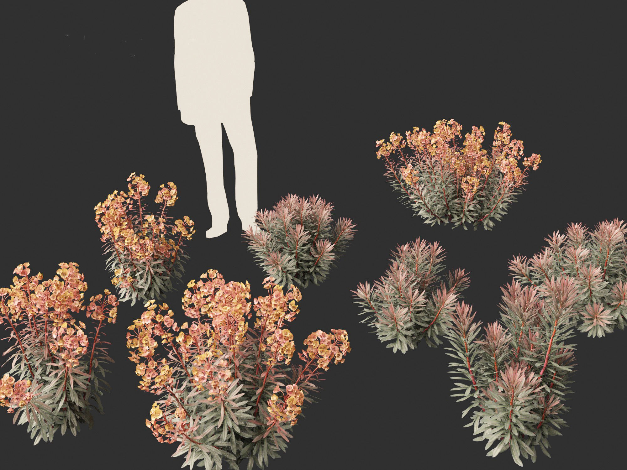 Euphorbia Blackbird - Spurge 3D model_7