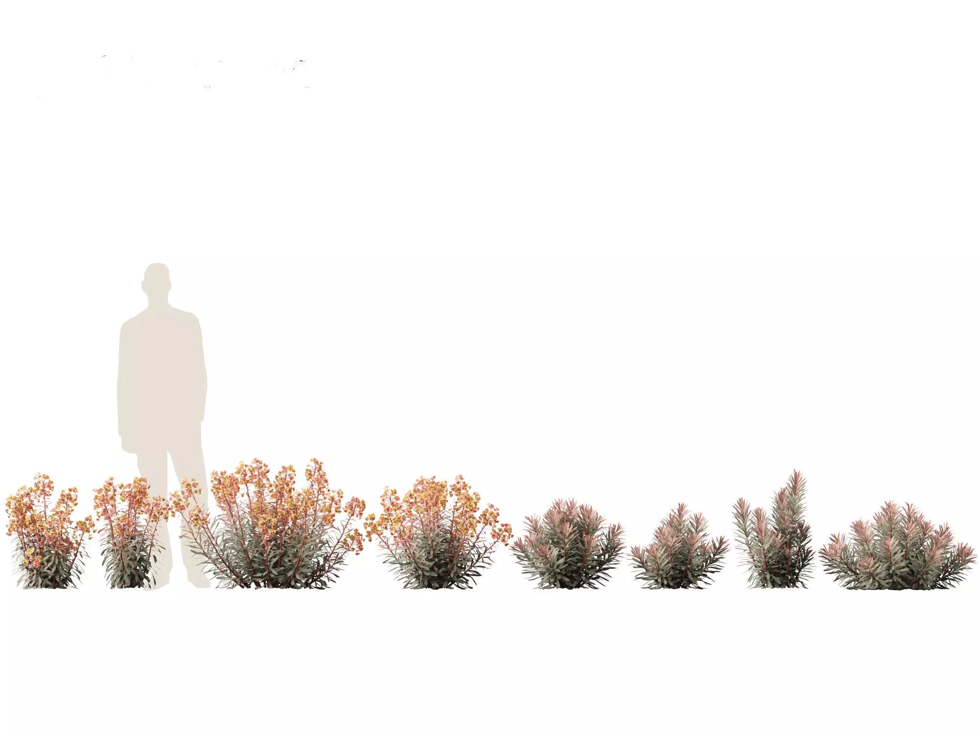 Euphorbia Blackbird - Spurge 3D model_0