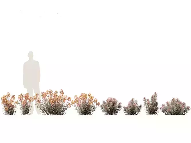 Euphorbia Blackbird - Spurge