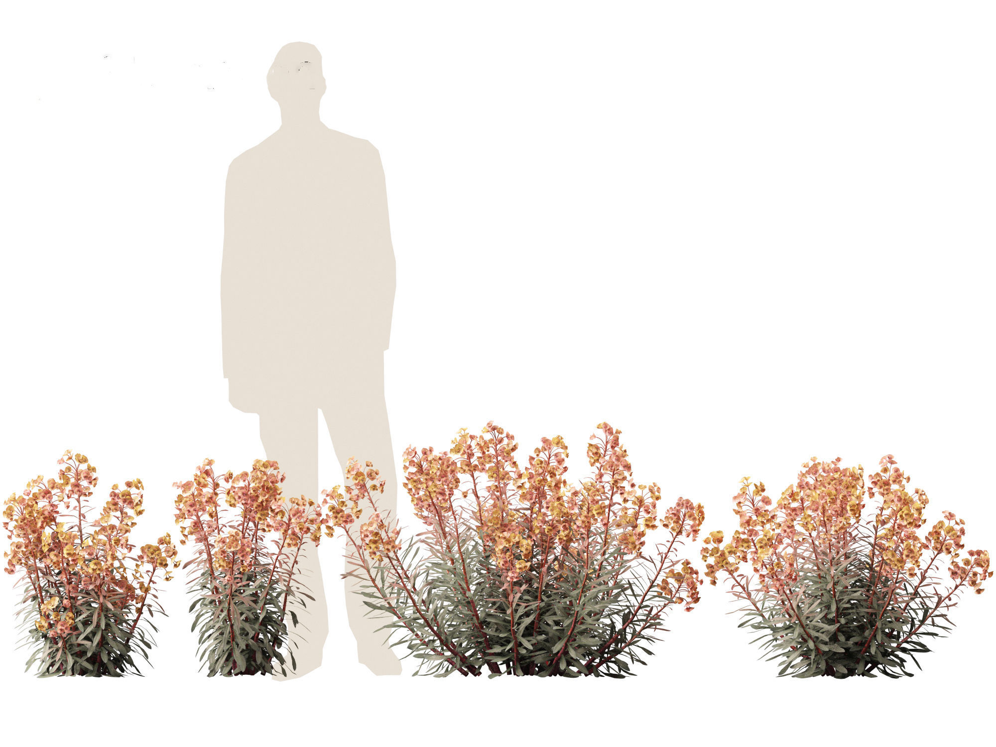 Euphorbia Blackbird - Spurge 3D model_2