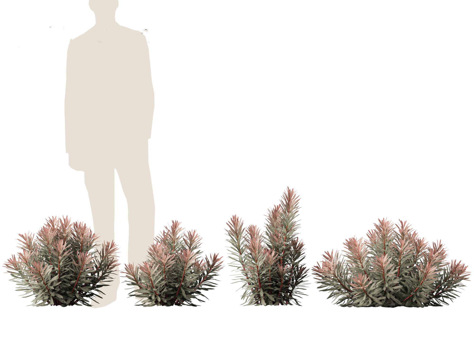 Euphorbia Blackbird - Spurge 3D model_4