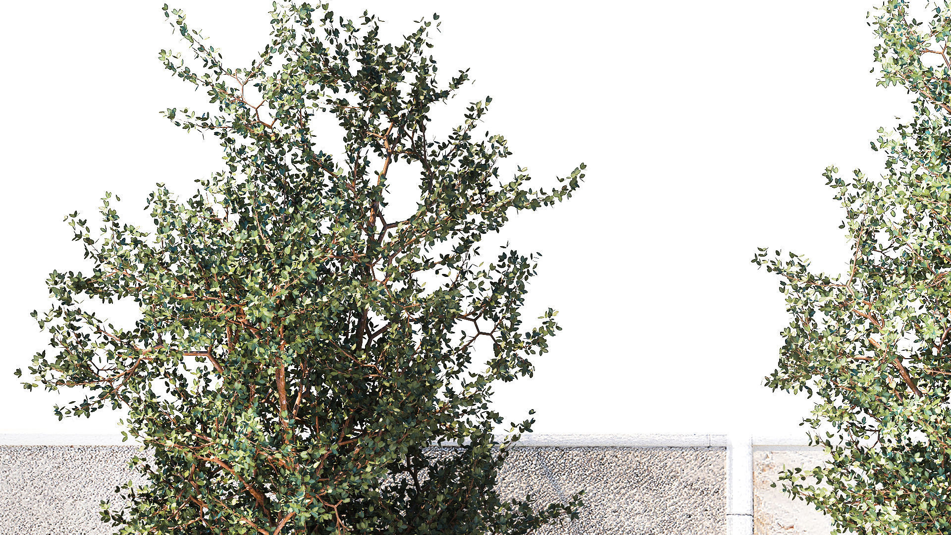 Garden with trees and grass bushes Miscanthus reed grass 1391 3D model_4