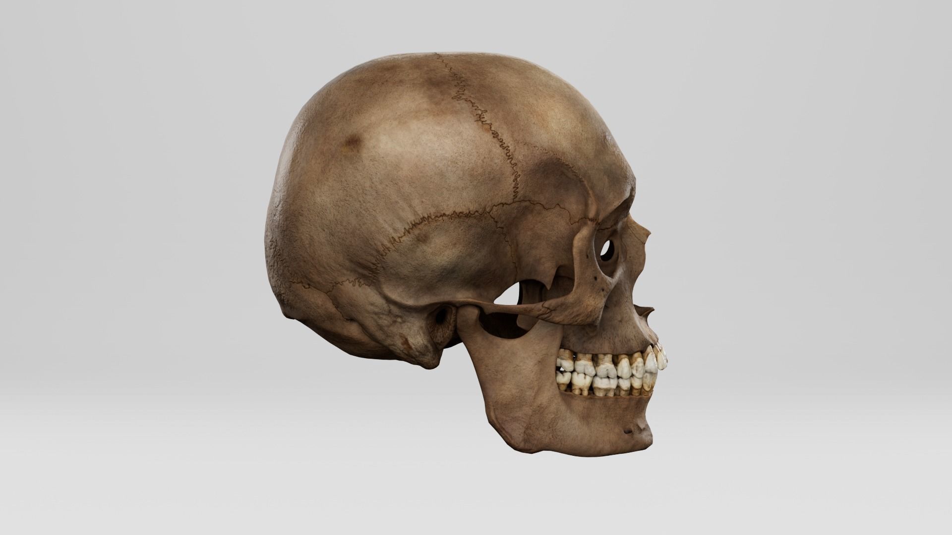 Realistic human skull 01 Low-poly 3D model_2