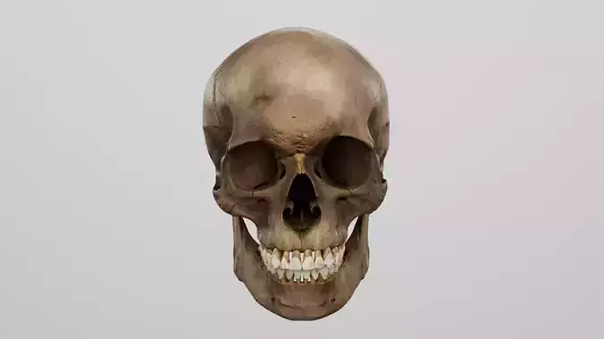 Realistic human skull 01