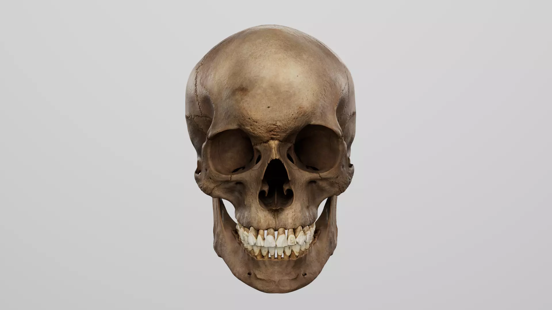 Realistic human skull 01 Low-poly 3D model_0