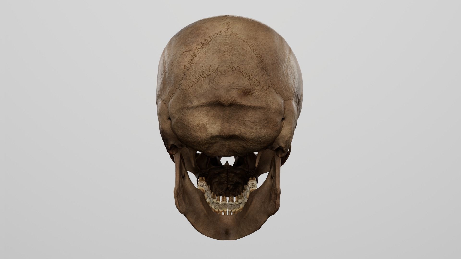 Realistic human skull 01 Low-poly 3D model_4