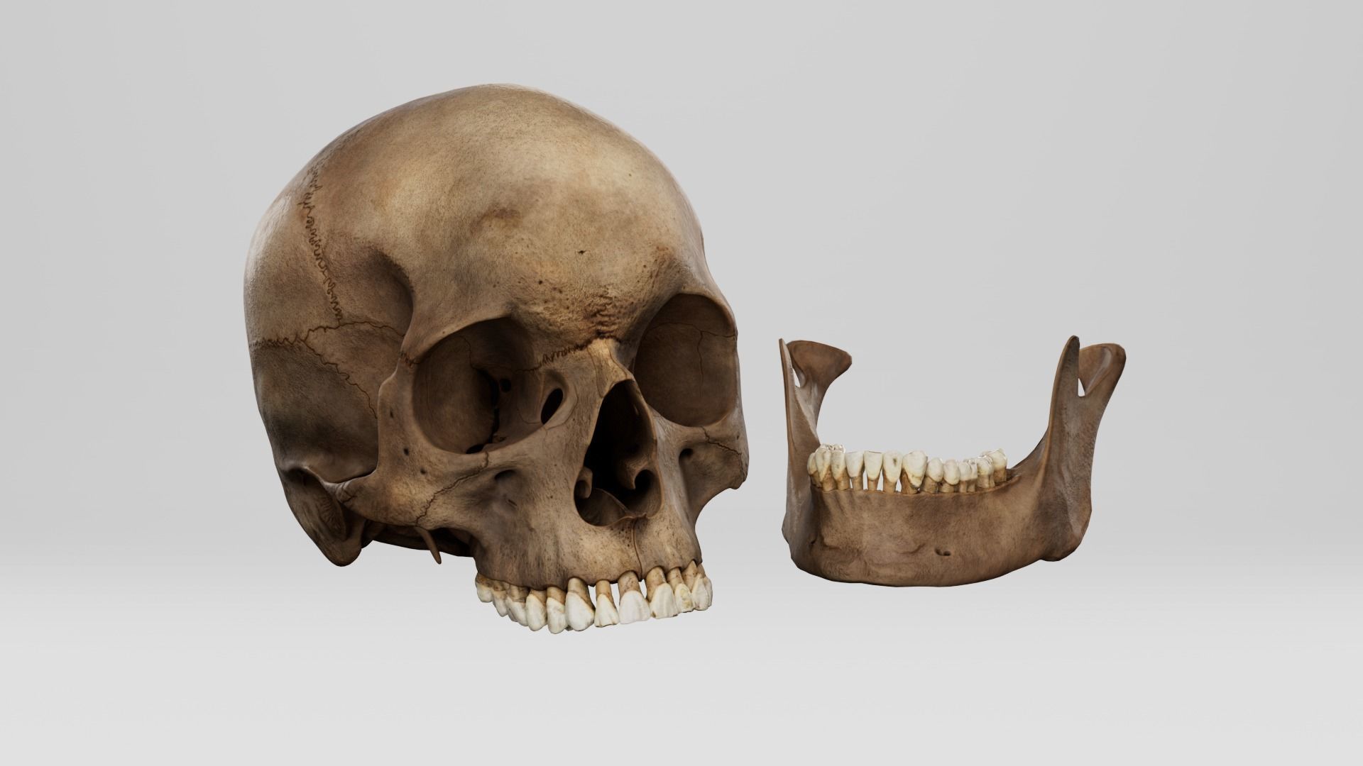 Realistic human skull 01 Low-poly 3D model_5