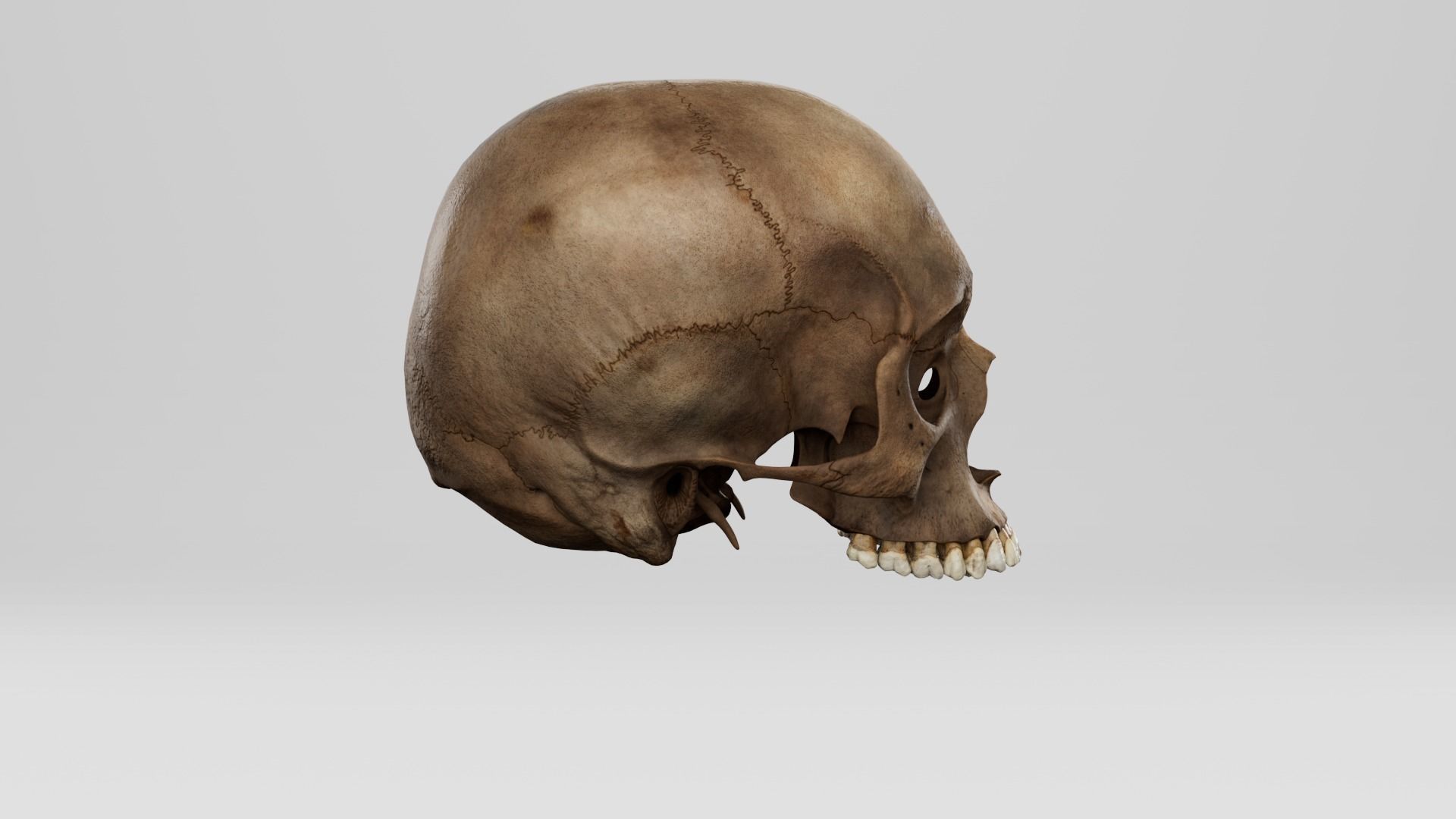 Realistic human skull 01 Low-poly 3D model_3
