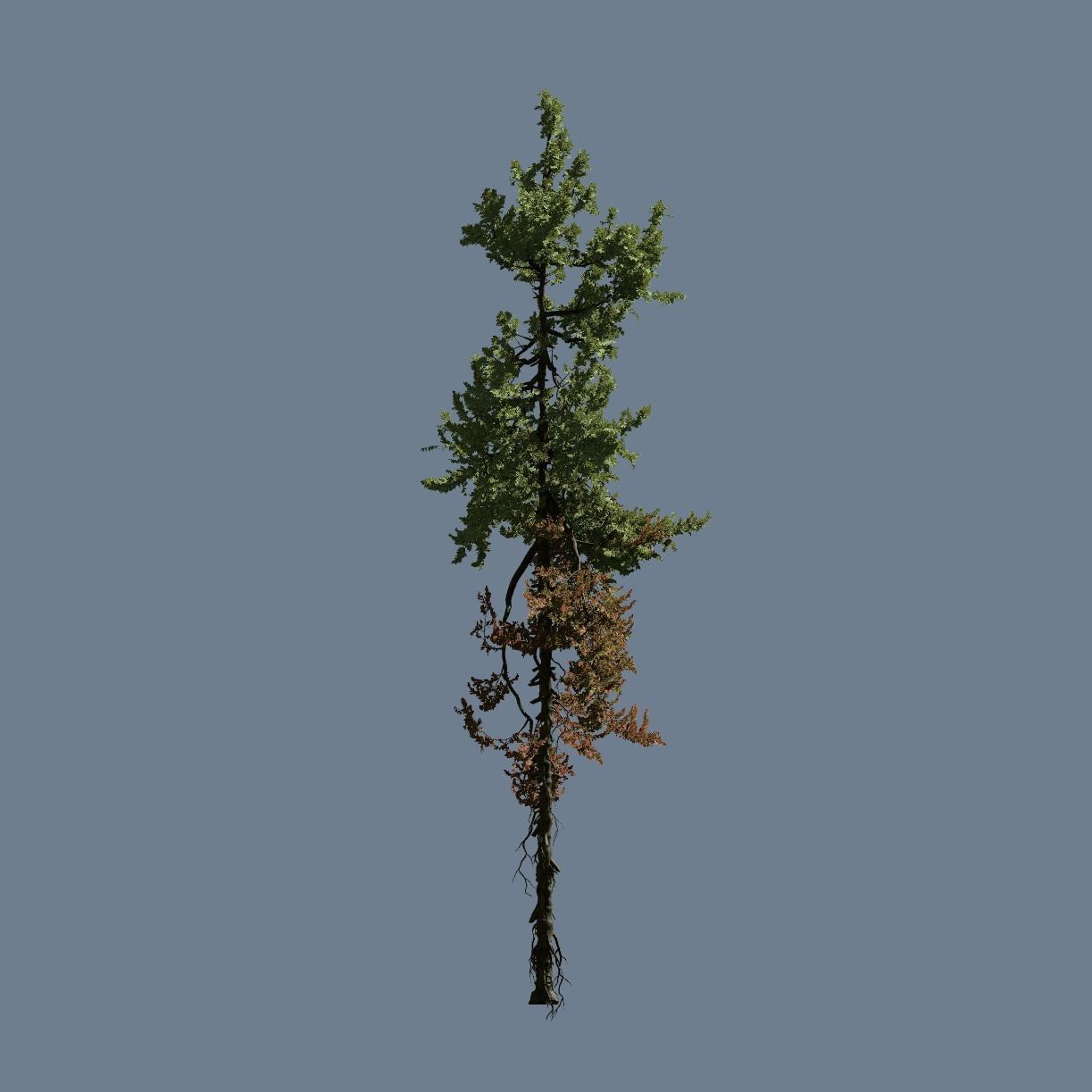 High Quality Fir Tree 14 3D model_1