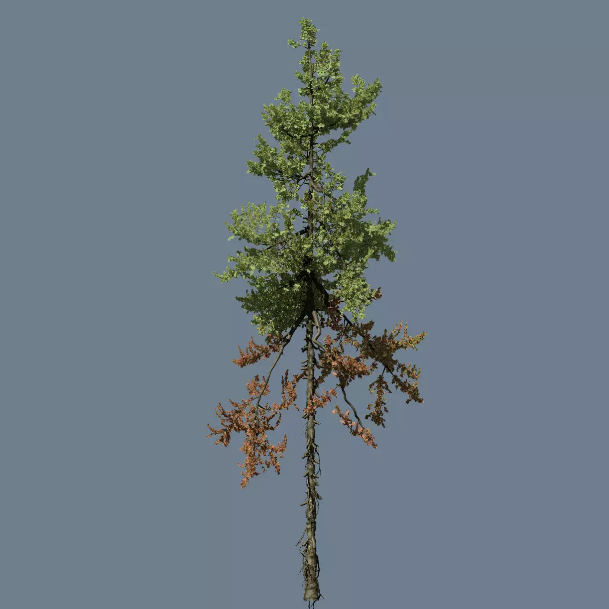 High Quality Fir Tree 14 3D model_0