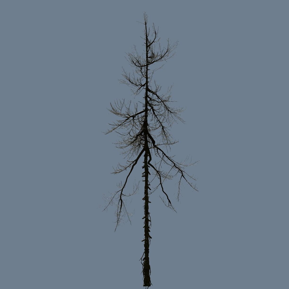 High Quality Fir Tree 14 3D model_2