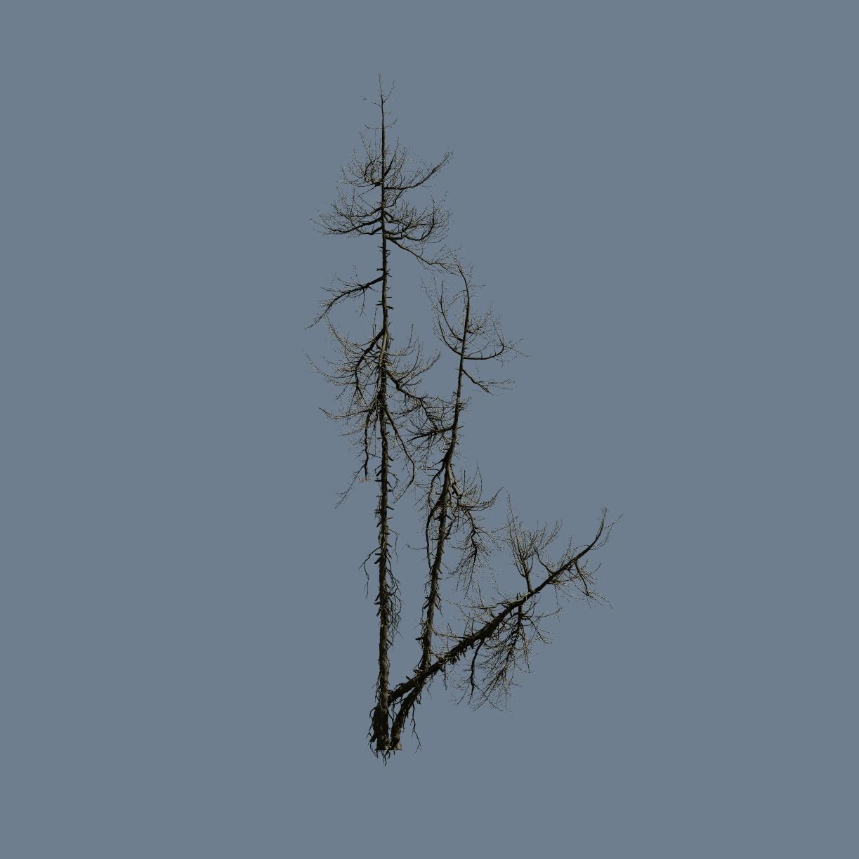 High Quality Fir Tree 15 3D model_2