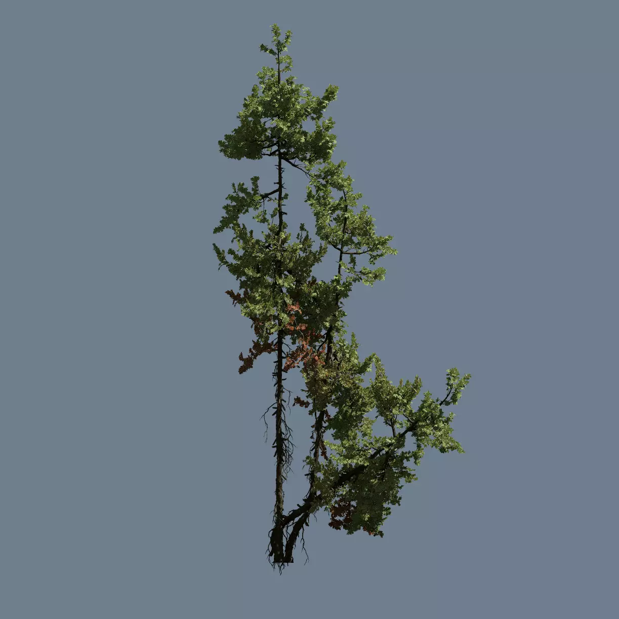 High Quality Fir Tree 15 3D model_0