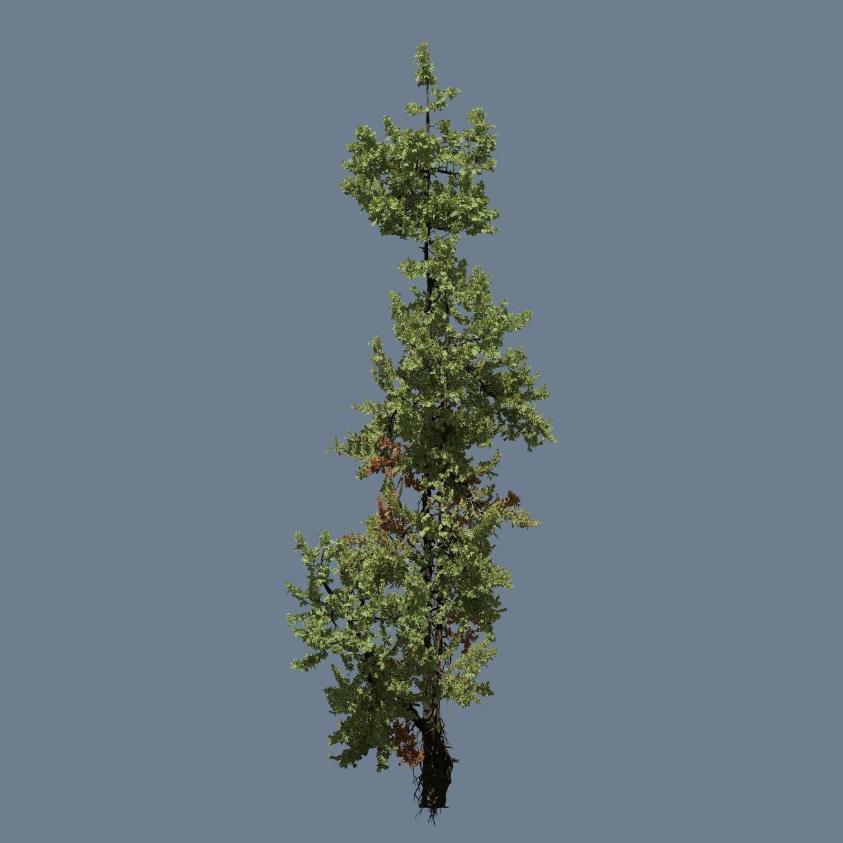 High Quality Fir Tree 15 3D model_1