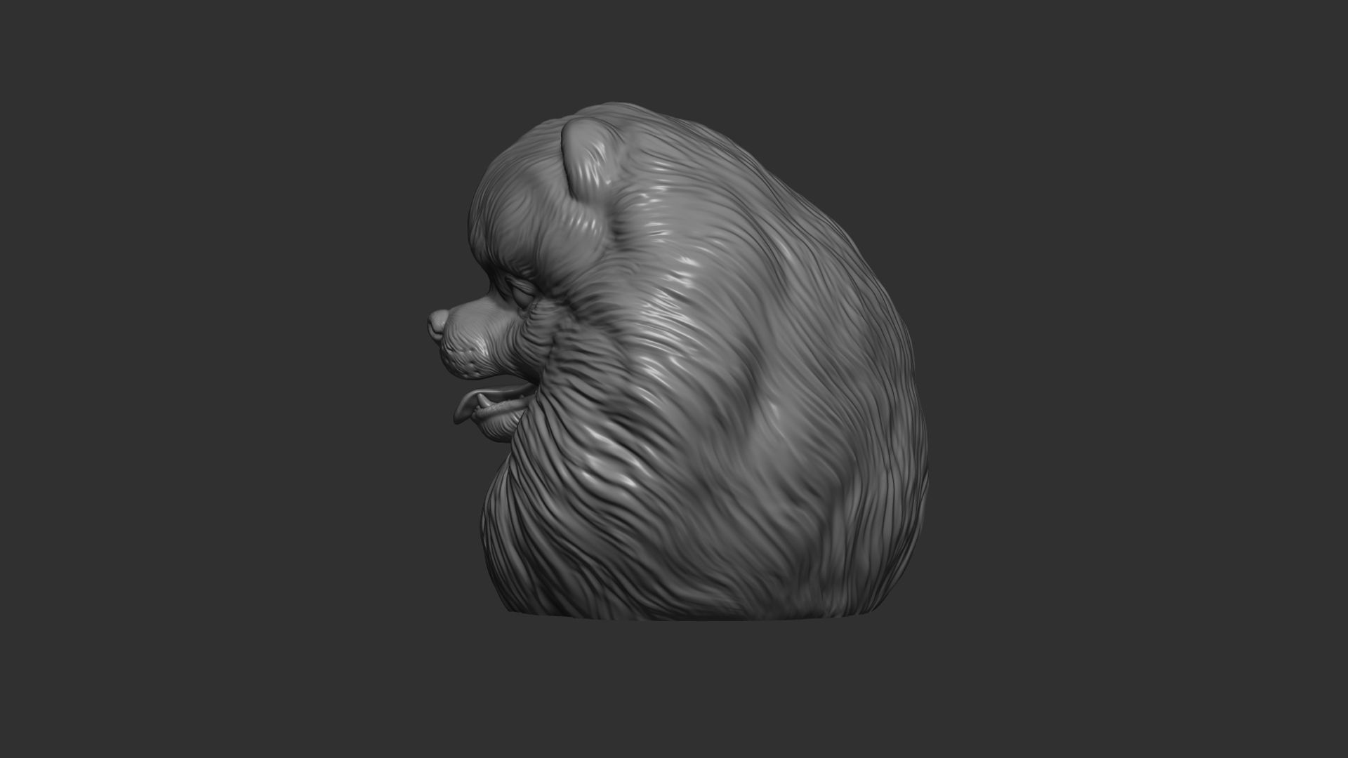 Pomeranian bust 3D print model_12
