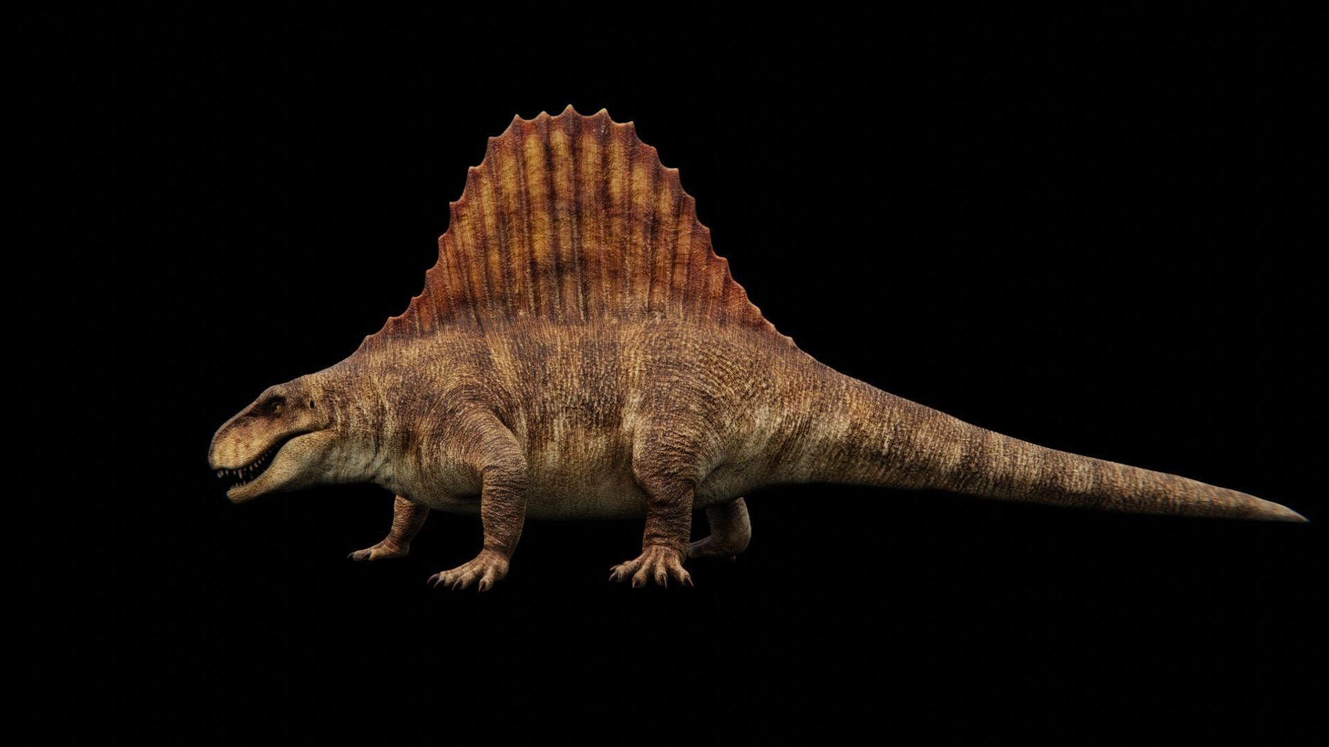Dimetrodon - Prehistoric Synapsid Low-poly 3D model_15