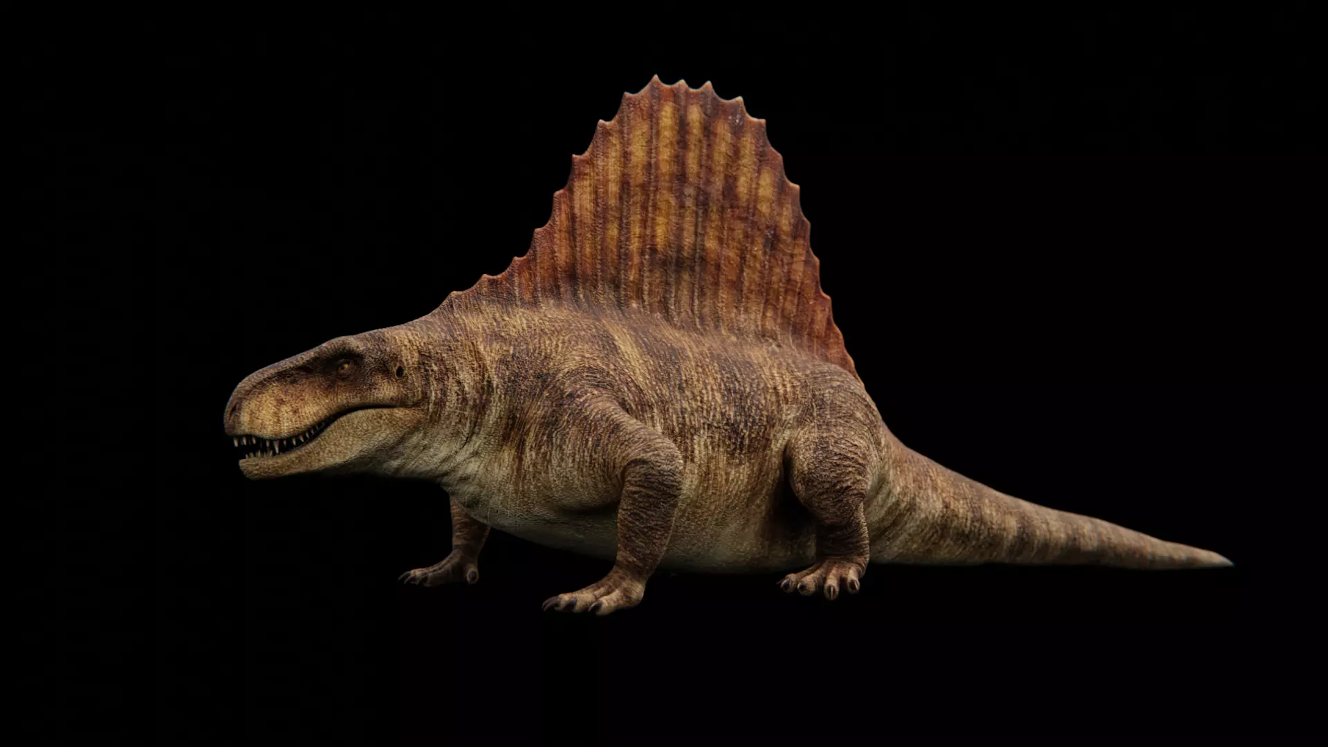 Dimetrodon - Prehistoric Synapsid Low-poly 3D model_0
