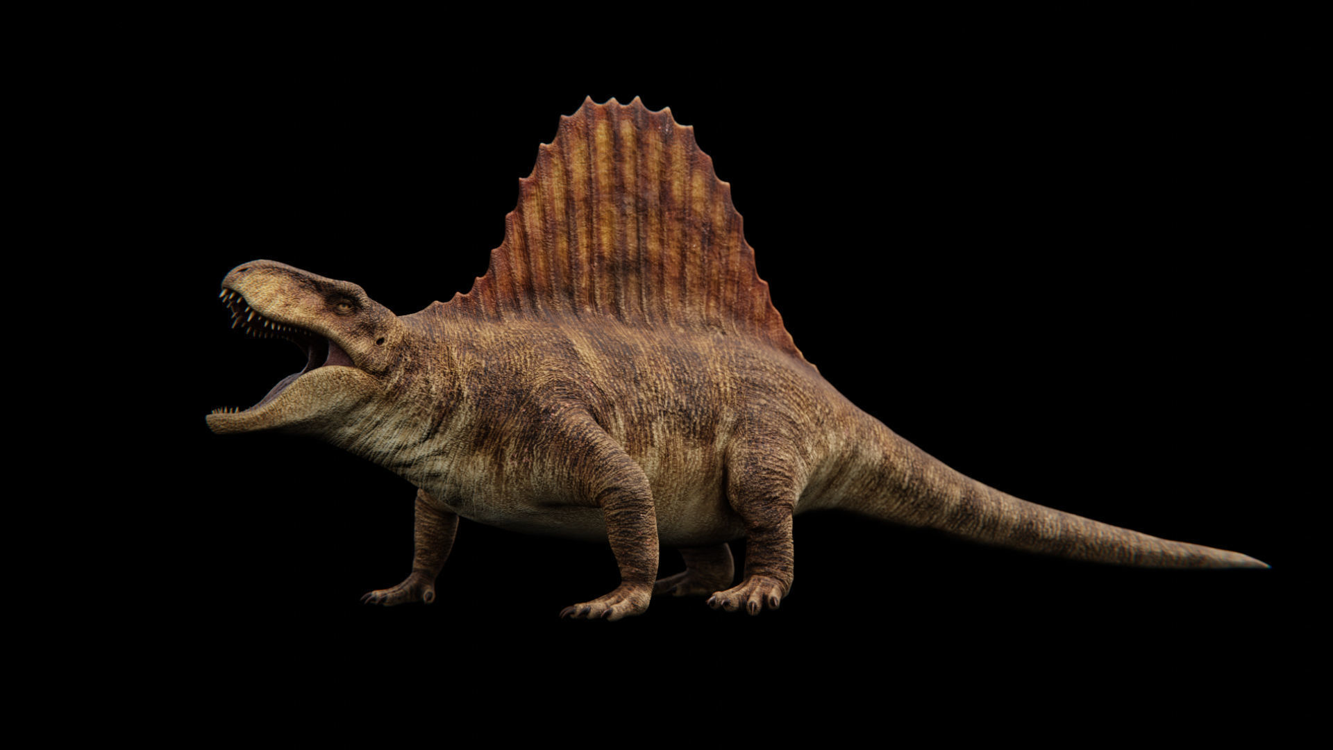 Dimetrodon - Prehistoric Synapsid Low-poly 3D model_12