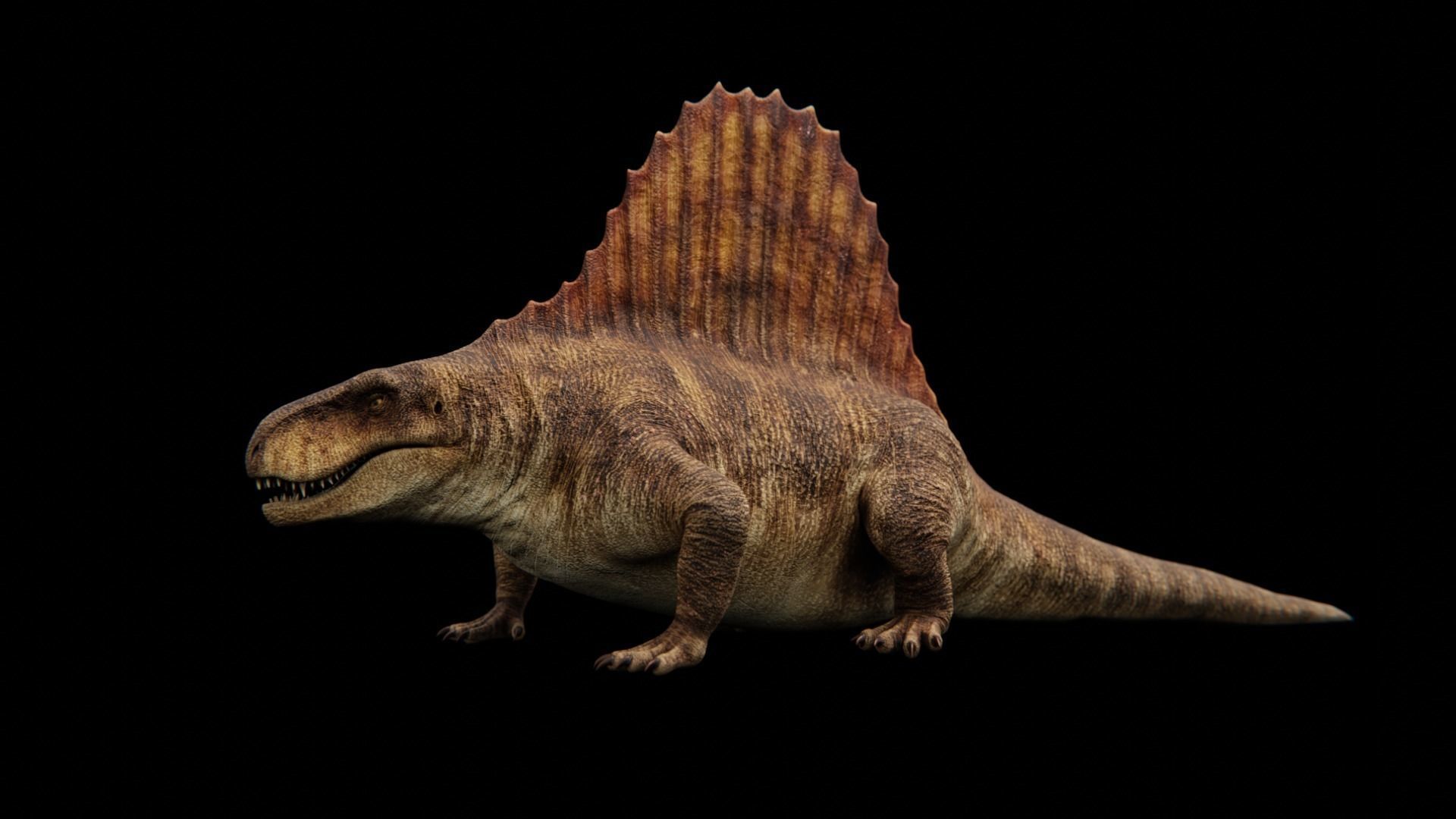 Dimetrodon - Prehistoric Synapsid Low-poly 3D model_17