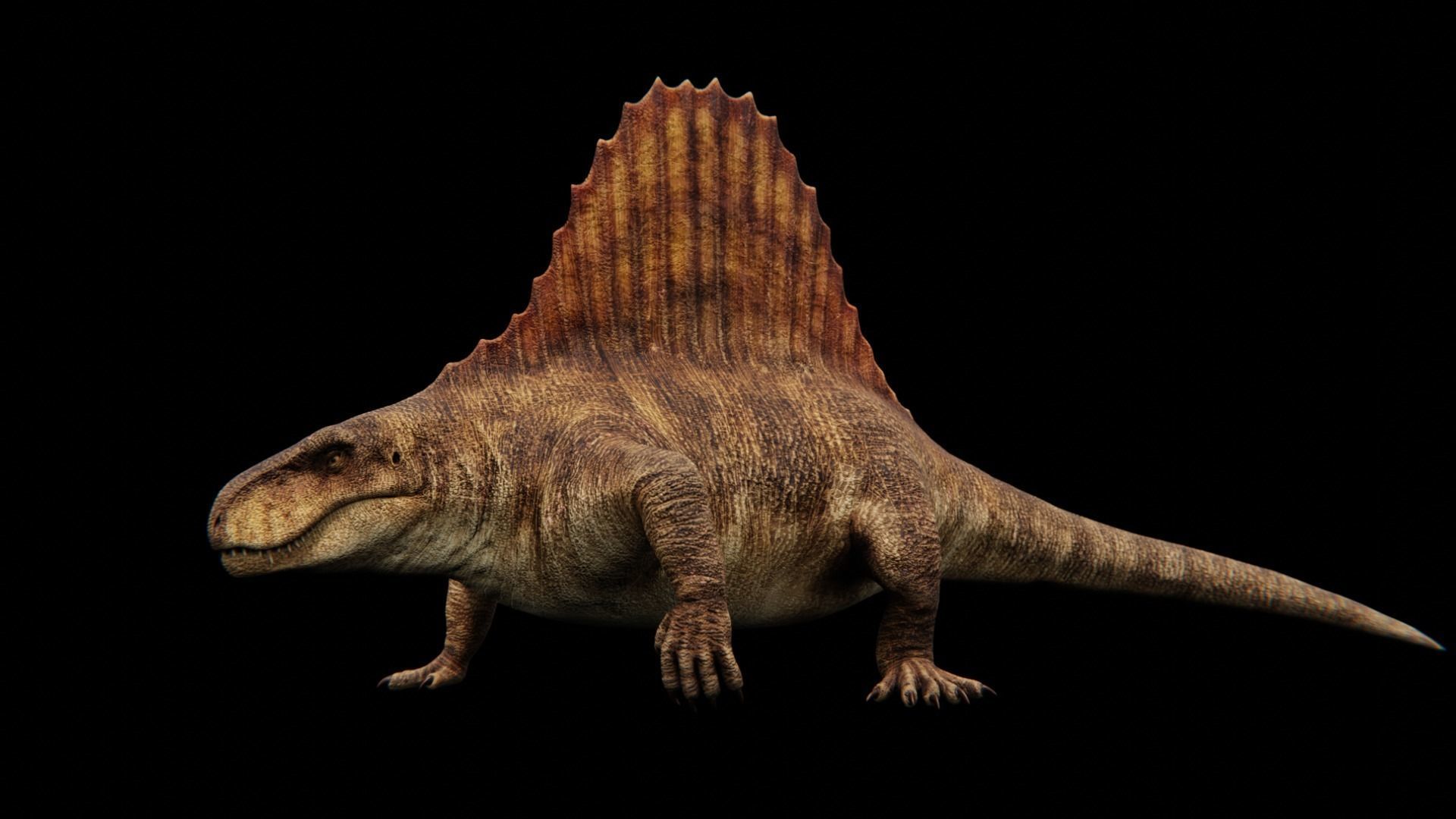 Dimetrodon - Prehistoric Synapsid Low-poly 3D model_13