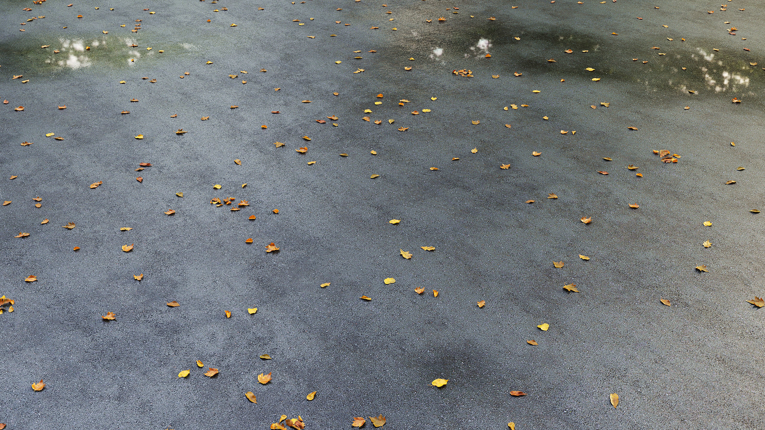 Wet asphalt with leaves 3D model_2