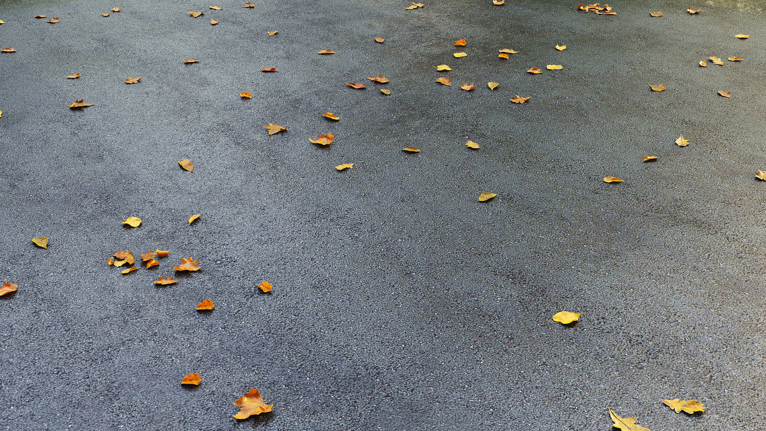 Wet asphalt with leaves 3D model_4