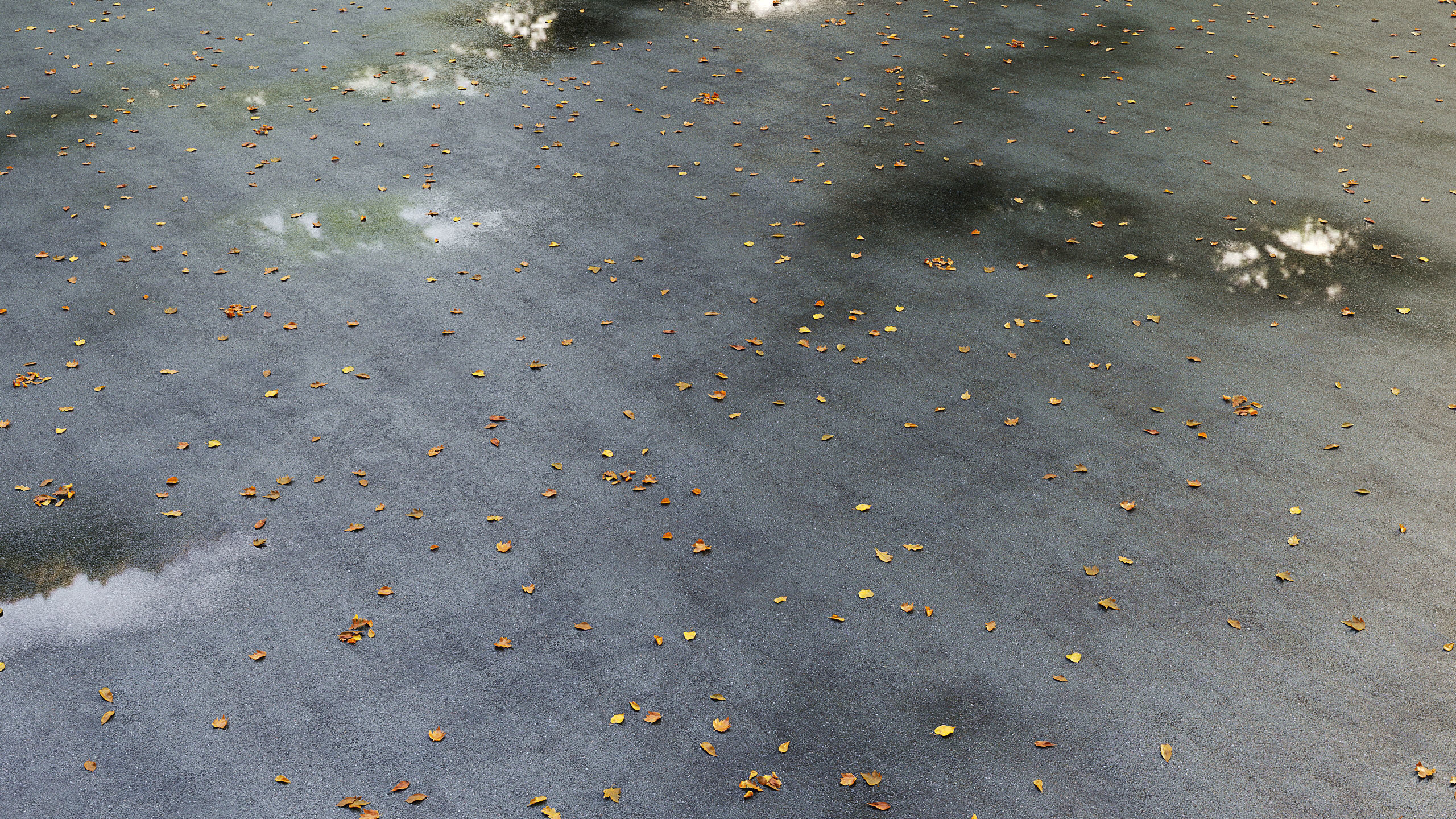 Wet asphalt with leaves 3D model_1